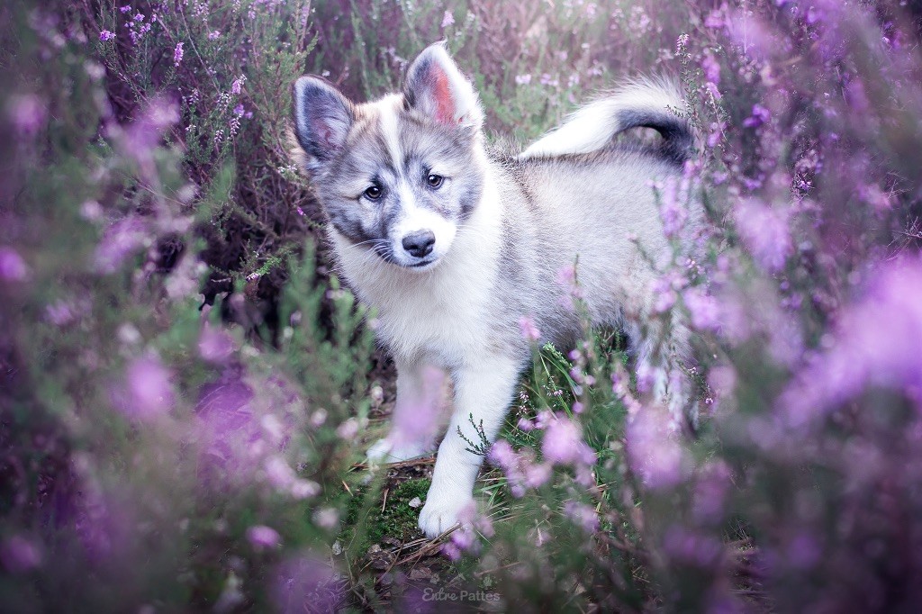 Alfheim anja Des Bergers Janga