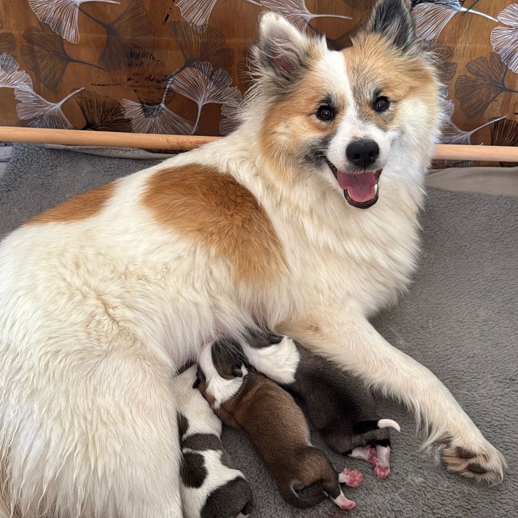 Chiot Berger islandais Des Bergers Janga
