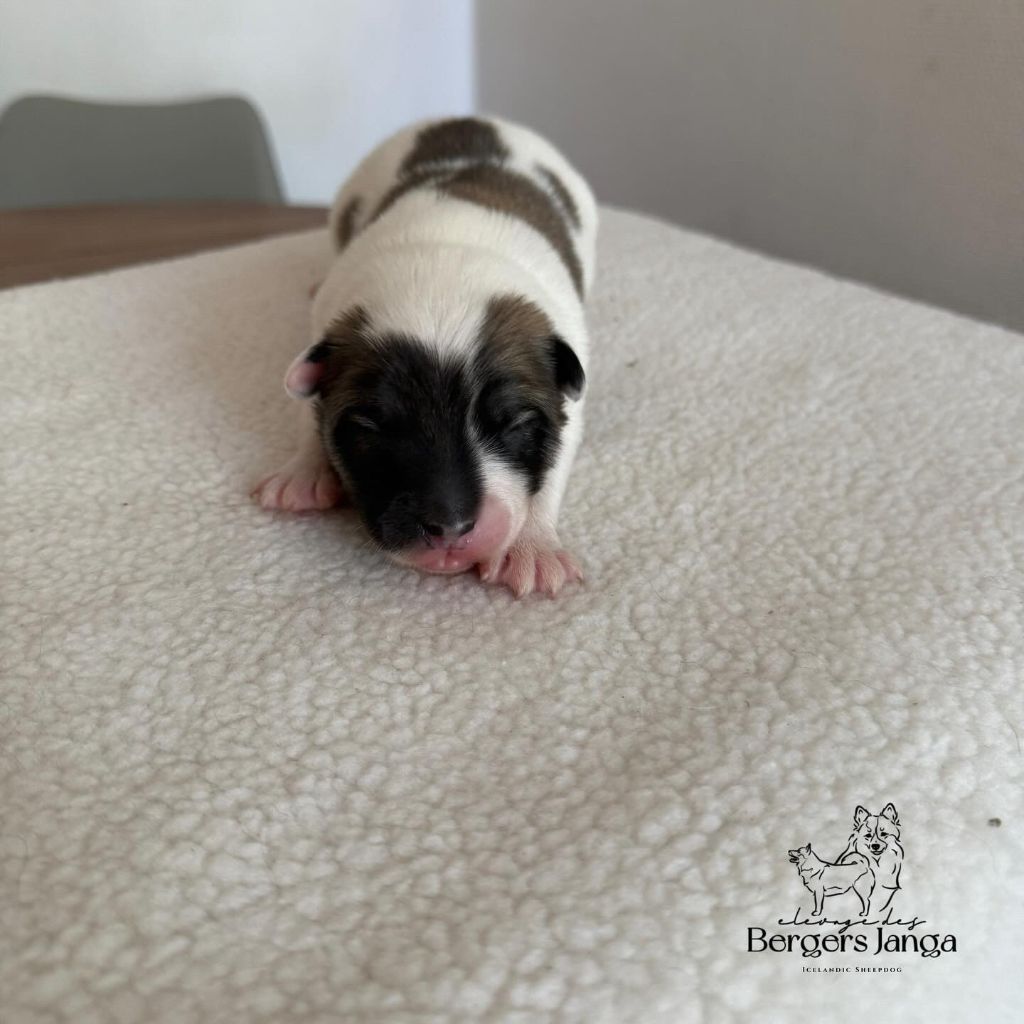 Des Bergers Janga - Chiots disponibles - Berger islandais