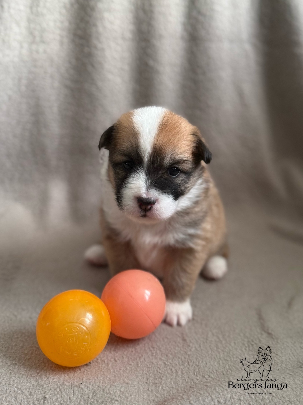 Des Bergers Janga - Chiots disponibles - Berger islandais