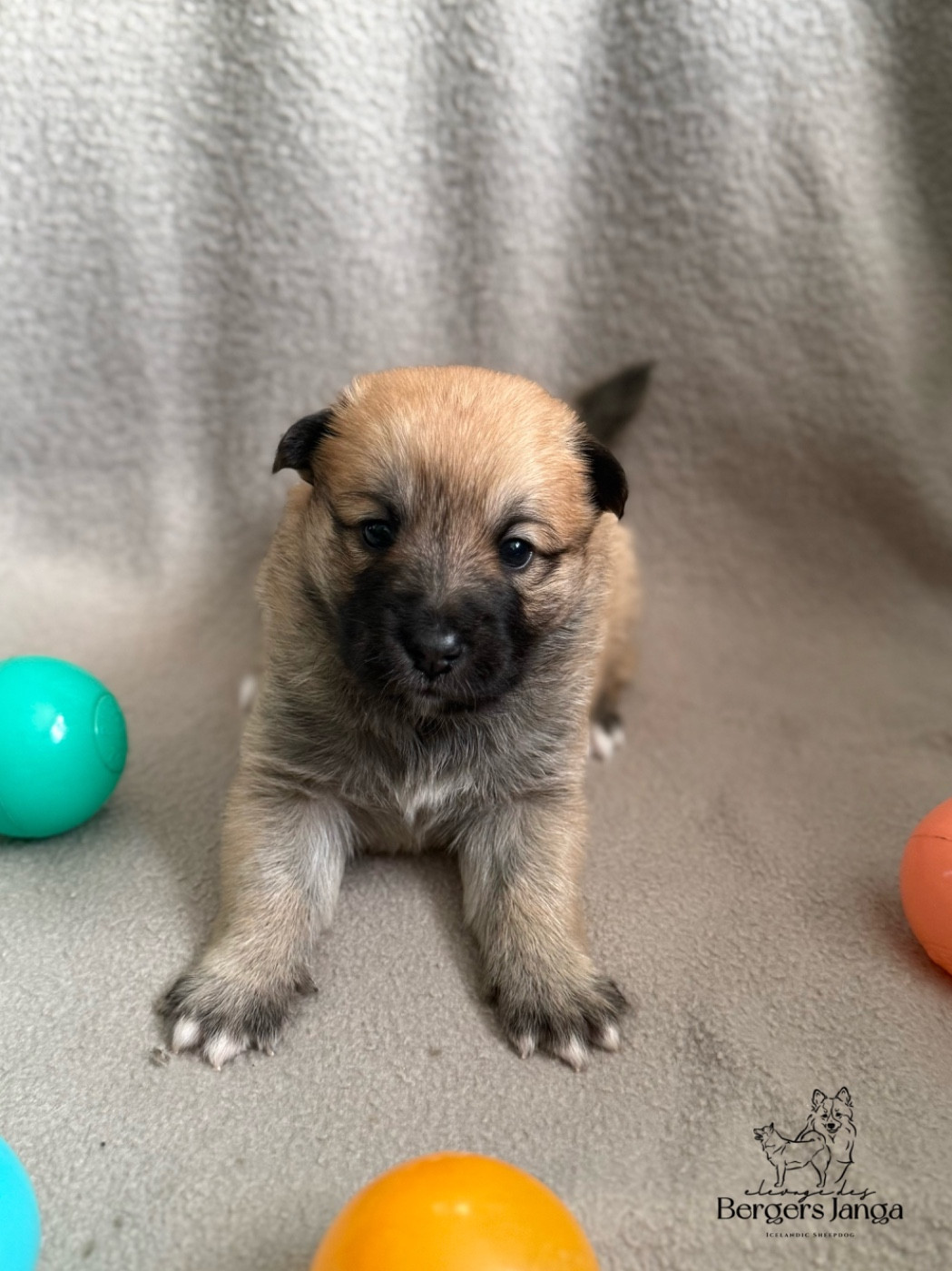 Des Bergers Janga - Chiots disponibles - Berger islandais