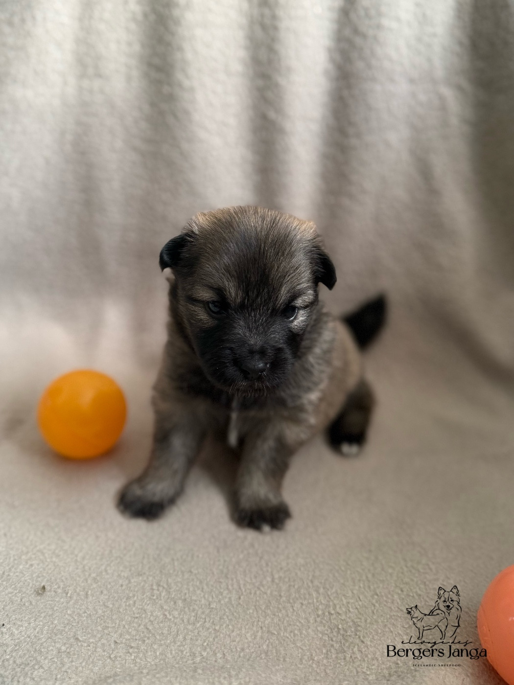 Des Bergers Janga - Chiots disponibles - Berger islandais