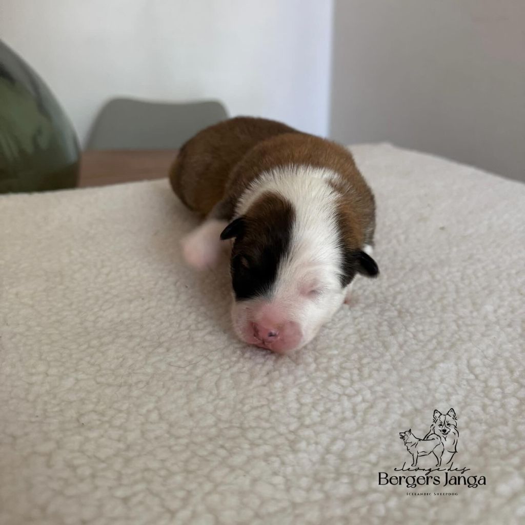 Des Bergers Janga - Chiots disponibles - Berger islandais