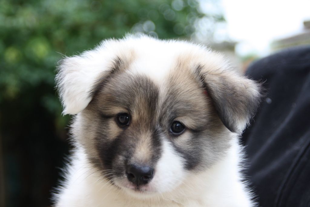 Des Bergers Janga - Chiots disponibles - Berger islandais